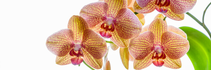Fototapeta na wymiar Gelbe Orchidee - Banner isoliert