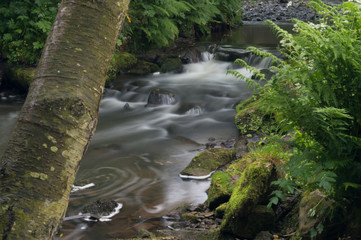 Fototapeta premium Flowing water turned milky white by a long exposure as it flows around green and brown moss covered rocks.