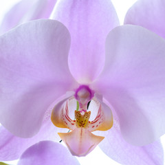 Pinke Phalaenopsis Orchidee - Nahaufnahme