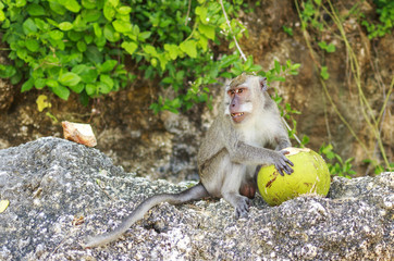 A monkey with a coconut in the wild , Indonesia the island of Bali.