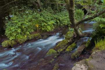 Obraz premium Flowing water turned milky white by a long exposure as it flows around green and brown moss covered rocks.