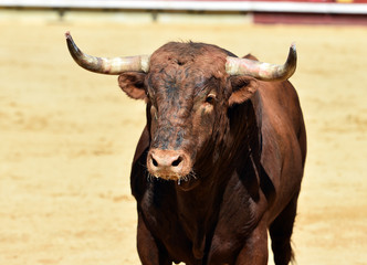 toro tradicional en españa