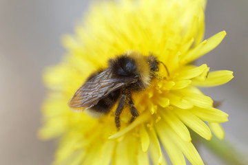 Closeup of a Bumblebee sitting on a yellow dandelion, Latin name: Bumbus