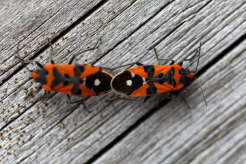 Closeup of a two orange Lily beetle mating