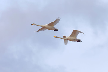 Whooper swan couple flying together. Latin name Cygnus cygnus
