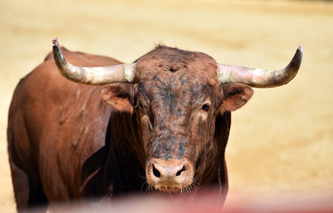 toro tradicional en españa