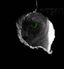 Beautiful russian blue cat with green eyes pose on the dark background cat on the window the cat is looking through the gap