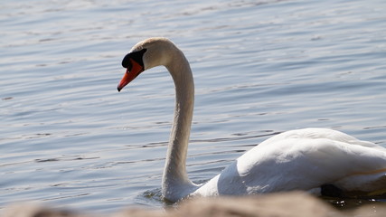 Obraz na płótnie Canvas Goose in the lake