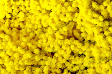yellow flowers of Mimosa. texture, background