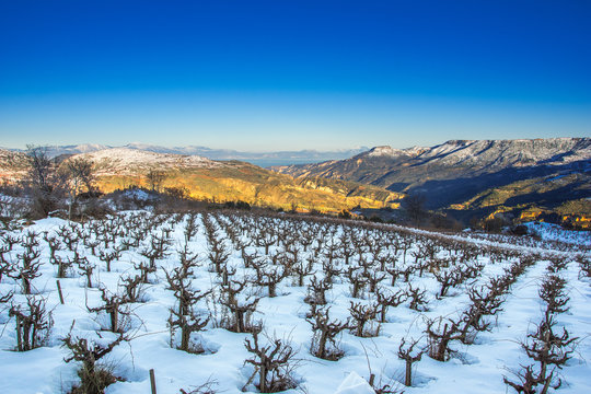 Winter landscape with snow,  with a field of grapevines and clear blue sky, Trikala Korinthias, Greece.