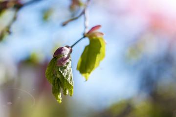 Spring green leaf on the background of a blue sky