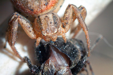 Spider and the Fly. Arthropoda