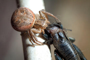 Spider and the Fly. Arthropoda 