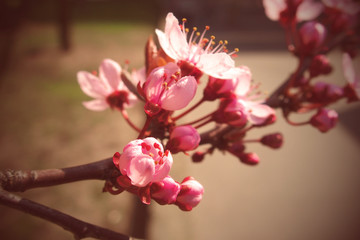 Fototapeta na wymiar spring twig blossoming fruit tree withl small pink flowers