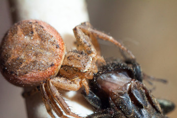 Spider and the Fly. Arthropoda 