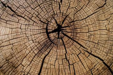 Wooden texture background. Teak wood.