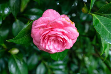 Spanien - Rosarote Kamelienblüte im Pazo de Santa Cruz de Rivadulla