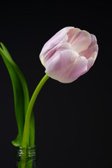 pink white tulip with green leaves isolated with black background