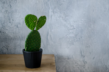 A green cactus stands on a wooden table