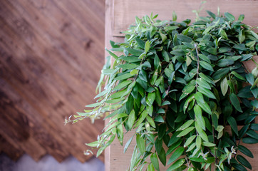 A green flower on a wooden table