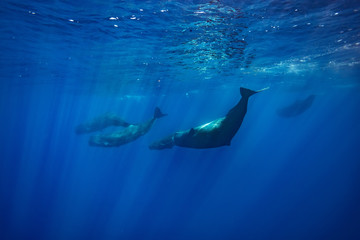 Naklejka premium Group of spermwhales underwater, Azores islands, Atlantic ocean, wildlife in wild nature