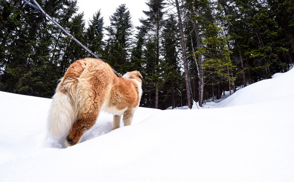 Paseando a un Sanbernardo por la nieve en Cogolo Trento