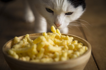 gatto che mangia patatine al formaggio