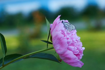 White butterfly (Aporia crataegi) sits on a peony flower in a green garden