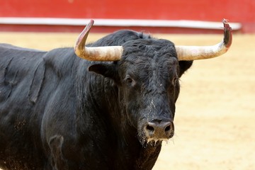 toros 