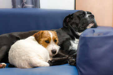 Small purebred dog Jack Russell Terrier sleeping on the couch next to a large black dog amstaff. Hugged and loving.