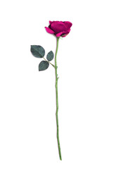Fototapeta premium pink rose flower isolated on white 