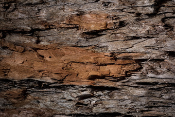 Textura casca de árvore