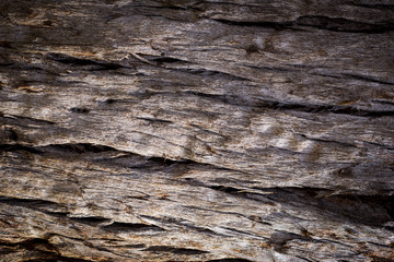Textura tronco de árvore