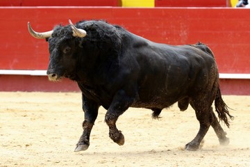 toros 