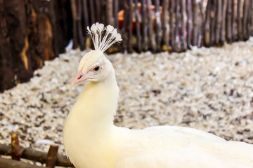 White peacock standing on the gravel path