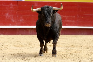 toros 