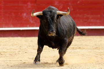 toros 