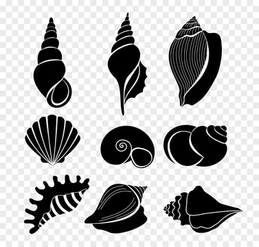 Vector illustration set of seashells silhouettes isolated on transparent background.