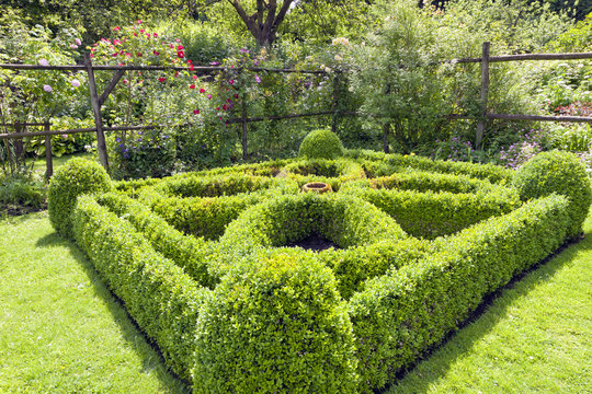 Evergreen boxus topiary square and ball shape ornamental design in an english landscaped garden with pink and red roses .