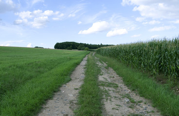 Nobitz / Germany: Track across the fields to a small forest in Eastern Thuringia