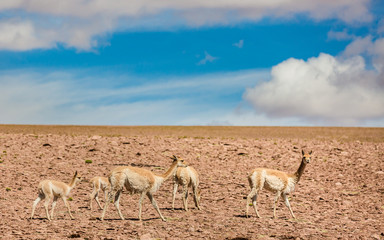 vicuna herd in the Altiplano region of Bolivia © Agata Carr