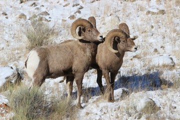 Bighorn Sheep in Grand Teton National Park in Winter