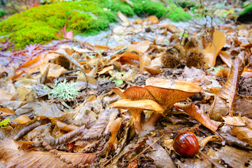 mushrooms in the field between the leaf litter