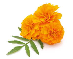 Three orange flowers. - Powered by Adobe