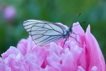 White butterfly (Aporia crataegi) sits on a peony flower in a green garden