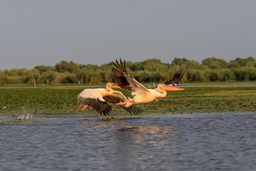 Pelicans taking off in Danube Delta the second largest river delta in Europe, after the Volga...
