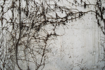 climbing plant on concrete wall