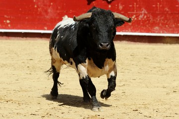 toros