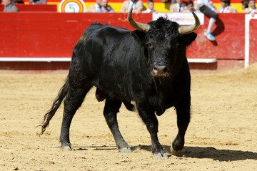 toros