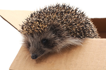 Little hedgehog in the box.